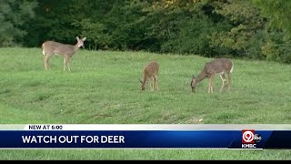 Drivers being warned to remain on the lookout for deer [upl. by Dominus42]