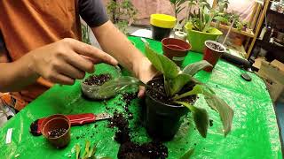 Dividing and Repotting a Primulina Keiko [upl. by Malvia927]