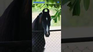 MarwariStallionNAGESHWAR SiredByLegendSARANG info description vaishnavi viralhorsevideo yshorts [upl. by Carlita669]