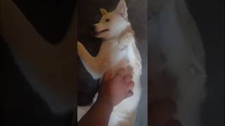 doglover dogsworld puppyworld puppielove share dailyshorts reelsindia reelsinstagram [upl. by Loren676]