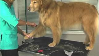 How to Groom A Golden Retriever  Jodi Murphy Instructional Video Series [upl. by Brezin]