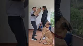 Dame un abrazo parati perros dogs perro short shorts videoshort videoviral viralshorts [upl. by Lyrak]