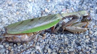 今年の目標だった緑色型のヒメカマキリが道路でまさかの [upl. by Naitsirt]