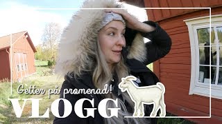 Har mycket smittsam quotsjukdomquot  VLOGG 151 [upl. by Htebarual]