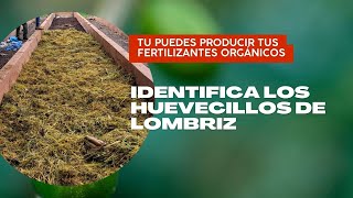 Aprende a identificar los huevecillos de lombriz en tu composta [upl. by Symer]