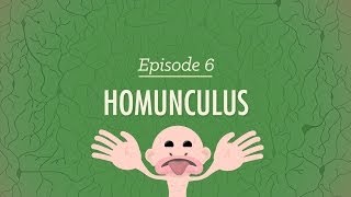 Homunculus Crash Course Psychology 6 [upl. by Ahsatsana]