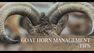 Goat Horn Management Tips on managing goat horns including when and how to dehorn goats safely [upl. by Afinom778]