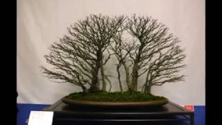 Bonsai exposición  Noelanders Trophy 2014 [upl. by Dannie387]