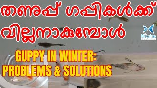 തണുപ്പിൽനിന്നും നമ്മുടെ ഗപ്പികളെ രക്ഷിക്കാം  Guppy in Cold Weather or Winter Problems amp Solutions [upl. by Nimref]