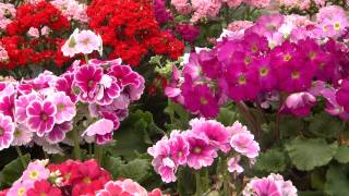 Plant primrose for beautiful Easter flowers [upl. by Naloc]