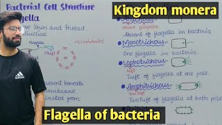 Bacteria flagella  Chemotaxis  Class 11 Biology [upl. by Gilmour]