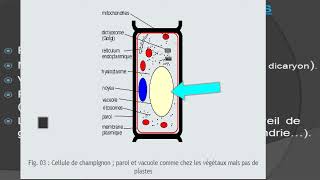 les champignons cours de biologie végétale botanique [upl. by Geesey685]