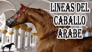 Lo Que No Sabias Del Caballo Arabe 🐴Del Cerro Soy [upl. by Ayanaj]