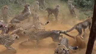 2014 AFRIKA1  Namibia Harnas Gobabis Feeding cheetahs [upl. by Sinegold]