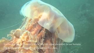 Lions Mane Jelly Cyanea capillata [upl. by Aniahs919]