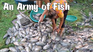 Life in the Province  Harvest and Grill Fish  Tilapia Recipe  JAA Simple Life [upl. by Weldon]