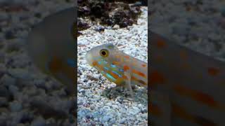 valencianea puellaris aquariumhobby aquarium reefaquarium tiktok tiktokvideo youtubeshorts [upl. by Allemrac665]