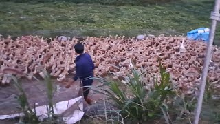 The owner of the duck farm has more than 3000 ducks running in the flooded fields [upl. by Ntisuj]