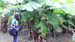 La banane plantain une filière portée par le consortium AVLANTO BENIN [upl. by Issy]