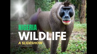 Nigeria Wildlife A Slideshow [upl. by Eyeleen]