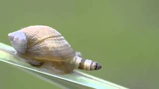 Leucochloridium paradoxum  Zombie snail [upl. by Carole541]