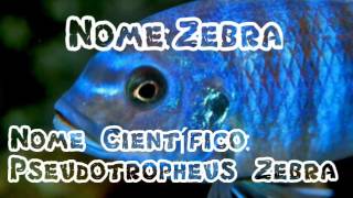 Peixe Ciclideo Zebra Pseudotropheus ZebraEp21 [upl. by Llenil549]