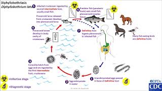 Diphyllobothrium latum life cycle [upl. by Tabby778]