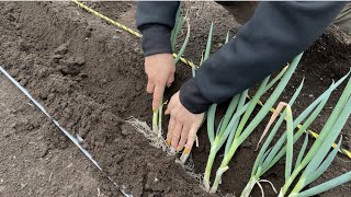 ネギ栽培【植え方】家庭菜園でも簡単にできる植え方講座 21323 [upl. by Nylatsirhc346]