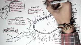 Microbiology  Bacteria Structure [upl. by Wimsatt237]