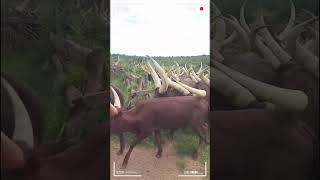 ⭕ANKOLE WATUSI CATTLE ✅ Biggest Bulls And Cow cows bulls ankole [upl. by Laitselec804]