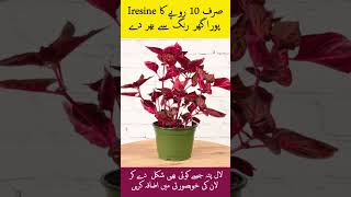 Iresine a beautiful red leaves plant gardening beautifullife lawnmaintenance [upl. by Fabi]