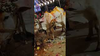 Gomatha pooja trendingshorts durgapuja animals love cowvideos [upl. by Anastos142]