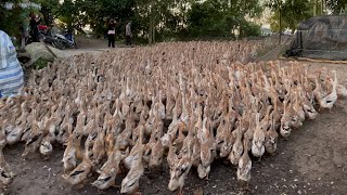 A flock of ducks boarded a boat to move fields  duck farm tv [upl. by Verne]