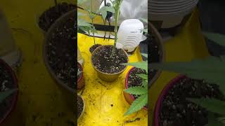 Cannabis grow day 50 [upl. by Attoynek846]