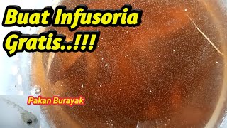 Buat Infusoria gratis tanpa bau dan bersih untuk pakan burayak ikan [upl. by Gabie]