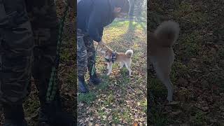 VALUTAZIONE SHIBA INU REFRATTARIO AL CONTATTO SULLE ZAMPE shibainu addestramentocani [upl. by Otrebireh]