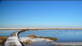 Wanderung von NordseebadBurhave HalbinselButjadingen zum Langwarder Groden am 31012021 [upl. by Dobbins]