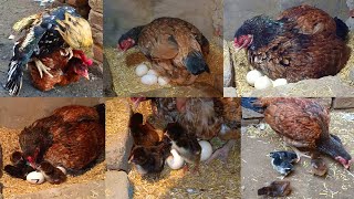 🐣Amrohi Hen Laying 9 Eggs 6 baby Chicks Hatched Complete Process Waoo vlog chicks aseellovers [upl. by Luthanen272]