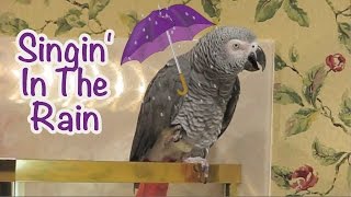 Einstein Parrot sings his version of Singin in the Rain [upl. by Kwabena]