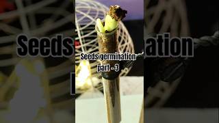 Part 2 seeds germination shorts ytshorts experiment scienceexperiment seeds germination diy [upl. by Zenger]