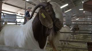 Boer Goat World Show Auction [upl. by Ahsoet]