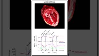 Wiggers diagram  Cardiac CycleAnimated shorts [upl. by Lipson]