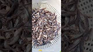 Pangasius fish farming pangasfish থাইপাঙ্গাসমাছেরপোনা পাঙ্গাশমাছেরপোনা থাইপাঙ্গাসমাছচাষ [upl. by Irfan]