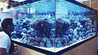 Aquascaping Ideas from Interzoo2016 [upl. by Toile217]