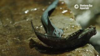 The Leaping Blenny—A Terrestrial Fish [upl. by Cloe548]