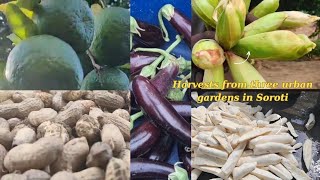 Harvests From Three Productive Urban Gardens In Soroti Eastern Uganda [upl. by Bevus858]