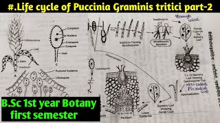 Puccinia Graminis tritici life Cycle part2  BSC first year Botany first semester [upl. by Avitzur70]