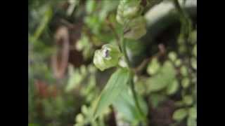 å¤§è‹žæ°´ç«¹è‘‰Murdannia Bracteata [upl. by Cibis]