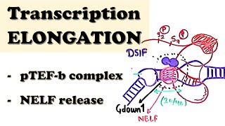 Translation elongation in eukaryotes  eukaryotic translation lecture 2 [upl. by Chrissie]