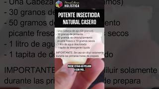 💥 POTENTE INSECTICIDA ECOLÓGICO CASERO 🌱 para CURAR tus PLANTAS  Versión uso instantáneo [upl. by Tnecniv155]